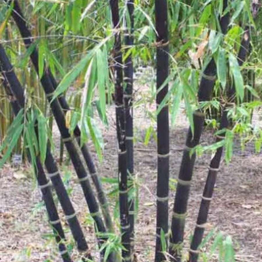 Excepcional Bambú Negro 80+ Phyllostachys Nigra - Resistente, Pantalla de Privacidad para Paisajismo, Cultivo Autóctono para Interiores/Exteriores para un Impresionante Borde Ornamental - Semillas - Ver 1