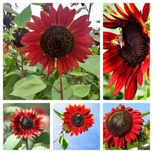 20/10 Piezas de Lirios de Agua Bowi, Plantas de Jardinería para el Hogar, Lirios Multicolor Mezclados, de Crecimiento Rápido - Siembra Directa - 10 semillas - Ver 7