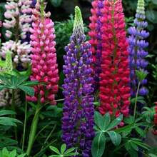 376 piezas de semillas de plantas en maceta con descuento, cápsulas de semillas mixtas de flores de frijol mungo y flores silvestres, cada bolsa de semillas de flores de frijol mungo de colores variados. - 376 - Ver 1