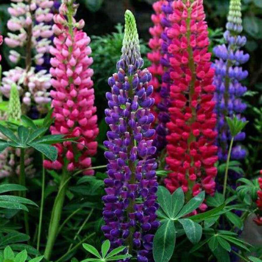 376 piezas de semillas de plantas en maceta con descuento, cápsulas de semillas mixtas de flores de frijol mungo y flores silvestres, cada bolsa de semillas de flores de frijol mungo de colores variados. - 376 - Ver 1