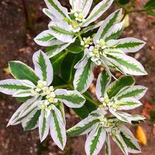 500 plantas perennes de Euphorbia 'Snow On Mountain' para plantar - 500 - Ver 3
