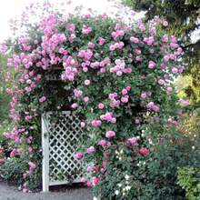 112 piezas de Rosa Rosa Eden, rosa silvestre, fácil de cultivar, planta de flor trepadora, adecuada para plantar en interiores y exteriores en el jardín. - 112 unidades/semillas - Ver 4