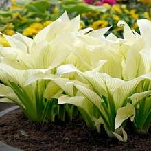 20/10 Piezas de Lirios de Agua Bowi, Plantas de Jardinería para el Hogar, Lirios Multicolor Mezclados, de Crecimiento Rápido - Siembra Directa - 10 semillas - Ver 9