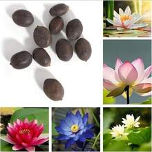 20/10 Piezas de Lirios de Agua Bowi, Plantas de Jardinería para el Hogar, Lirios Multicolor Mezclados, de Crecimiento Rápido - Siembra Directa - 10 semillas - Ver 4