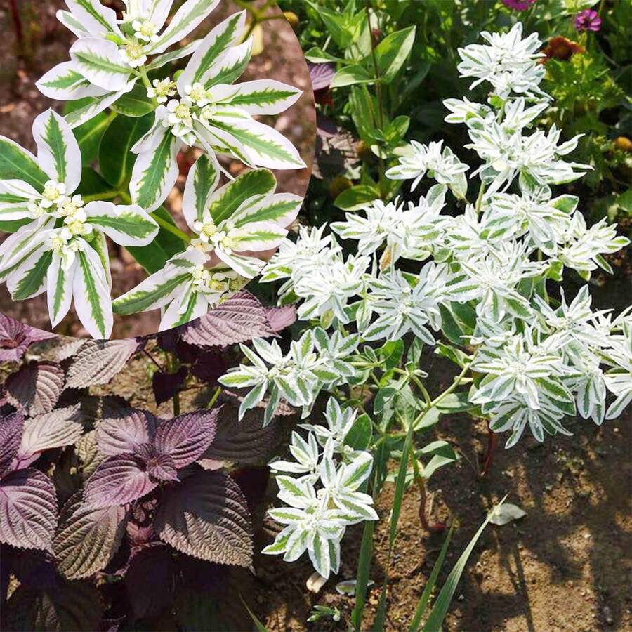 500 plantas perennes de Euphorbia 'Snow On Mountain' para plantar - 500 - Ver 1