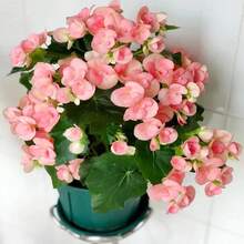 20/10 Piezas de Lirios de Agua Bowi, Plantas de Jardinería para el Hogar, Lirios Multicolor Mezclados, de Crecimiento Rápido - Siembra Directa - 10 semillas - Ver 8