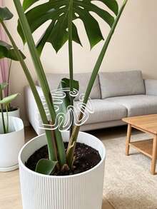 10/20入 有機玻璃葉形植物支撐夾，時尚透明植物支架，專為龜背竹及其他攀爬植物設計，有效固定並穩定植物莖部，保持葉片挺立，促進健康生長，極簡透明設計，適合室內外綠植與景觀布置，節日園藝裝飾必備 - 多款 - 查看 3