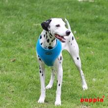 Authentic Puppia Soft Dog Harness, Red - Medium - Blue - View 3