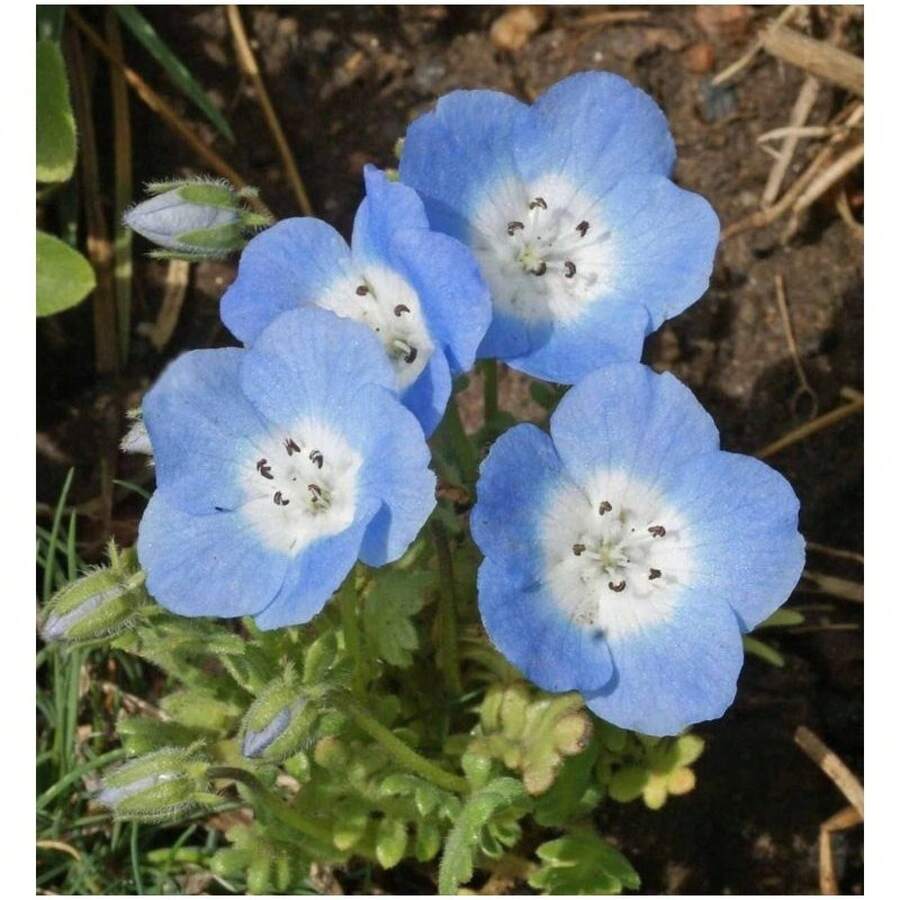 267 Hierba de Ojos Azules Perenne, Hermosa y Compacta en Color, Adecuada para Plantar y Decorar - 267 - Ver 1