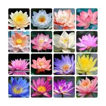 20/10 Piezas de Lirios de Agua Bowi, Plantas de Jardinería para el Hogar, Lirios Multicolor Mezclados, de Crecimiento Rápido - Siembra Directa - 10 semillas - Ver 6