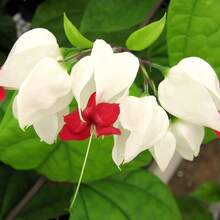 50 piezas de peonía 'Bleeding Heart', planta perenne, tierna, de rápido crecimiento, enredadera tropical, perenne, para bordes de jardín y camas de exterior. - 50 unidades - Ver 2