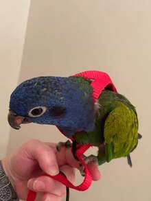 1set Parrot Harness Leash Strap For Flying, Suitable For Outdoor Bird Walking - Black - View 12