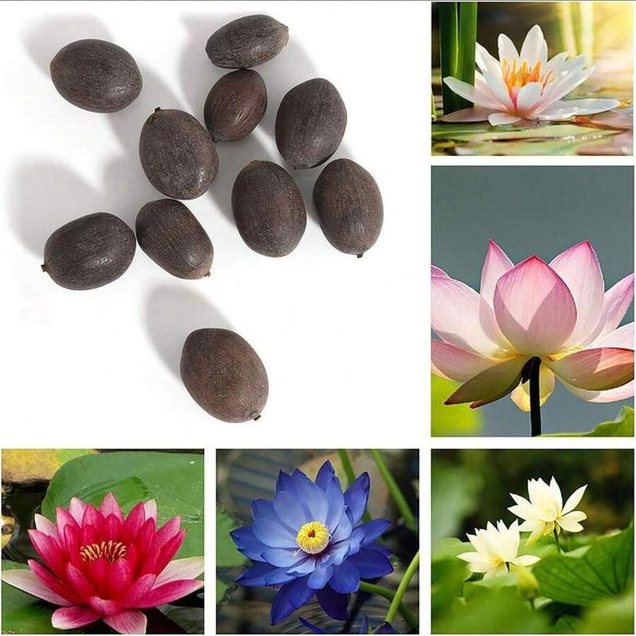 20/10 Piezas de Lirios de Agua Bowi, Plantas de Jardinería para el Hogar, Lirios Multicolor Mezclados, de Crecimiento Rápido - Siembra Directa - 10 semillas - Ver 1