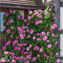 112 piezas de Rosa Rosa Eden, rosa silvestre, fácil de cultivar, planta de flor trepadora, adecuada para plantar en interiores y exteriores en el jardín. - 112 unidades/semillas - Ver 1