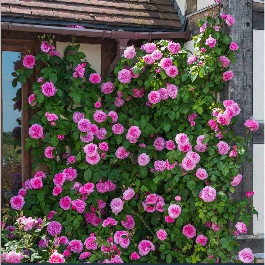 112 piezas de Rosa Rosa Eden, rosa silvestre, fácil de cultivar, planta de flor trepadora, adecuada para plantar en interiores y exteriores en el jardín. - 112 unidades/semillas - Ver 1