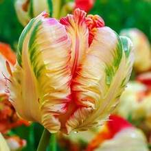 268 Parrot Tulip, de color único, adecuado para decorar flores y plantar en jardines. - 268 - Ver 2