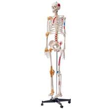 182cm Tall Anatomical Model Of The Human Skeleton With Muscle Marking, Detailed PVC Teaching Model With Stable Stainless Steel Stand, Medical Research - Modelo Anatómico De Esqueleto Humano Anatómico - View 8