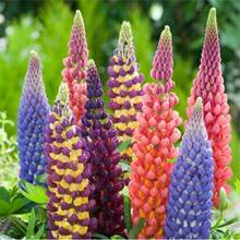 376 piezas de semillas de plantas en maceta con descuento, cápsulas de semillas mixtas de flores de frijol mungo y flores silvestres, cada bolsa de semillas de flores de frijol mungo de colores variados. - 376 - Ver 3