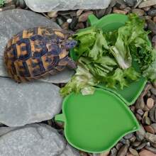 2pcs/Set Leaf-Shaped Reptile Feeding Dish, Turtle Lizard Water Feeder, Plastic Easy-To-Clean Food Bowl & Water Bowl, Reptile Supplies - Feeding Bowl - View 2