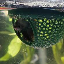 1pc Floating Fish House, Suitable For Betta, Guppy And Goldfish - Aquarium Habitat With Arched Entrance - Mini Fish Tank For Small Aquariums, Fish Bowls And Ponds - Space-Saving, Easy To Clean, No Electricity Required - View 3