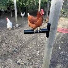 1 pieza Percha horizontal montada en la pared para pollos, barra de descanso resistente para aves de corral, estante colgante de descanso para aves de corral en el patio trasero, soporte duradero para dormir de pollos, accesorio de cría diaria de aves de corral de granja, tornillos no incluidos, barra de pie para animales - Multicolor - Ver 9