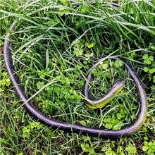 1 pieza Juguete de serpiente verde de goma suave, modelo de serpiente realista, accesorio de broma aterrador, juguete para aliviar el estrés, regalo de cumpleaños para adolescentes, regalo de vacaciones, juguete de regalo - Multicolor - Ver 4