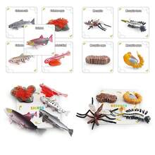 Set educativo de 8/10 piezas sobre el ciclo de vida, con modelos realistas de planta, rana, mariposa, gallo, mariquita, mosquito y tarjetas de aprendizaje, juguetes preescolares - Multicolor - Ver 12