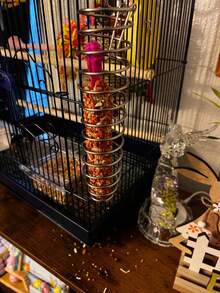 實心螺旋捲金屬鳥食槽，頂部掛鉤設計，適用於虎皮鸚鵡、玄鳳鸚鵡、中小型鸚鵡籠，水果蔬菜固定架，日常覓食餵食 - 均碼 - 查看 4