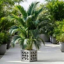 1pc Artificial Outdoor Palm Tree, Suitable For Indoor And Outdoor Use, Perfect For New Year Celebrations, Holiday Parties And Other Occasions, Maintenance-Free, Evergreen All Year Round - Green - View 1