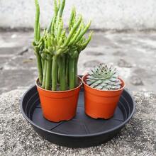 4 paquetes de bandejas de goteo de platillo de plantas de 6 pulgadas, platillos redondos de plstico para macetas para interiores y exteriores - 6 pulgadas (paquete de 4) + negro - - Ver 6