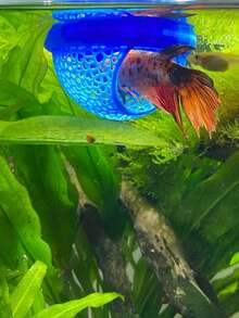 1個漂浮魚屋 - 拱形入口水族棲息地,適用於鬥魚、孔雀魚和金魚 - 小型魚缸、魚碗和魚池的迷你魚缸 - 節省空間、易於清潔、無需電源 - 彩色 - 查看 6