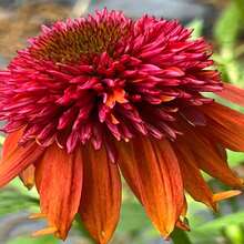 142Pcs Orange Pot Flower - Double Pot Flower - Premium Pot Flower - Great For Garden Decoration - 142 - View 2