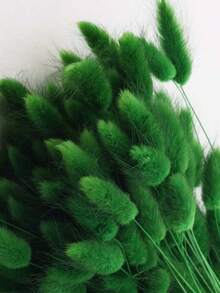 Dark Green Rabbit Tail Grass