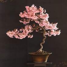 20 Japanese Flowering Cherry Blossom Rare Bonsai See Ds - Pink Flowering Tree Sakura Bonsai Se Eds - Great Gift For Plant Lovers - 20 See.ds - 查看 2