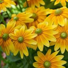 Chrysanthème aux yeux verts, décoration de jardin extérieur, fleurs, plantes, fruits et légumes à planter, convient aux amateurs de plantes comme cadeau de la nature. - 100 pièces/graine - Voir 2