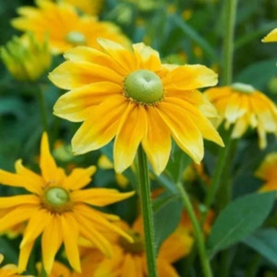 Chrysanthème aux yeux verts, décoration de jardin extérieur, fleurs, plantes, fruits et légumes à planter, convient aux amateurs de plantes comme cadeau de la nature. - 100 pièces/graine - Voir 1