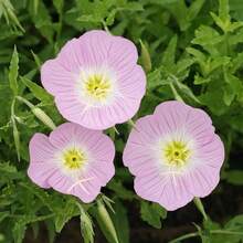 Evening Primrose Seeds For Home Garden Planting - 5500Pcs Evening Primrose Seeds - View 3