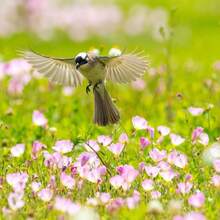 Evening Primrose Seeds For Home Garden Planting - 5500Pcs Evening Primrose Seeds - View 2