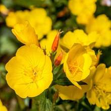 Evening Primrose Seeds For Home Garden Planting - 5500Pcs Evening Primrose Seeds - View 5