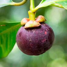 90 Papaya Seeds Sweet Evergreen - 90 - View 3
