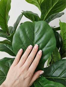 1Pc 85cm/95cm Artificial Fiddle Leaf Fig Tree Stem, Faux Plant For Home Decor, Living Room Office Corner Decoration, Bohemian Style, Wedding Christmas Party Gift, Fake Plants Without Pot - Green - View 3