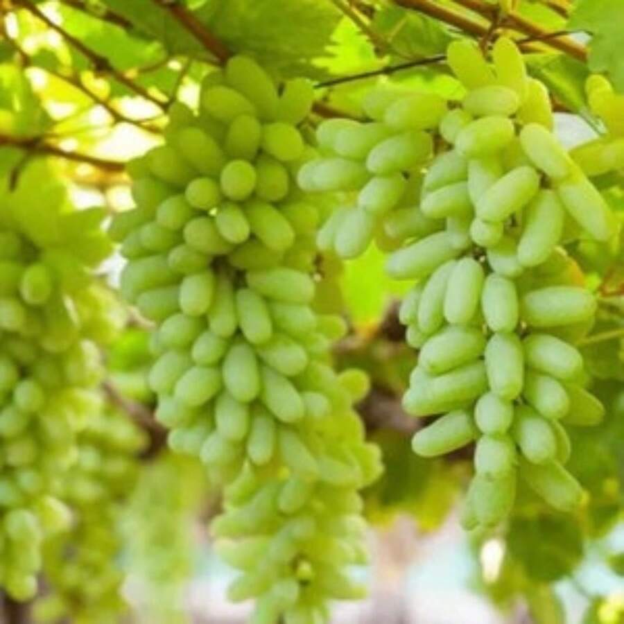 Finger Grape Heirloom Seeds - Sweet Fruit - Variant1 - View 1
