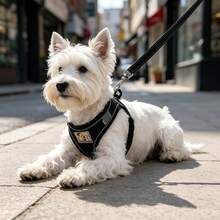 Breathable Mesh Dog Harness & Leash Set, Reflective Edge Step-In Puppy Vest W/ Soft Handle Leash, Adjustable Escape-Proof Harness Suitable For Small & Medium Dogs And Cats, Lightweight Night Gear For Daily Use - Black - View 10