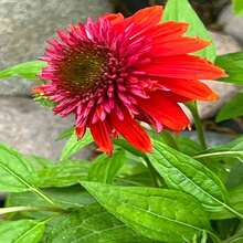 142Pcs Orange Pot Flower - Double Pot Flower - Premium Pot Flower - Great For Garden Decoration - 142 - View 4