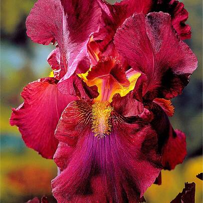 200pcs Iris Flower Blooming Bearded Iris Flower To Plant Outdoor-Iris Flower Fragrant---Each Package With Products Name Label