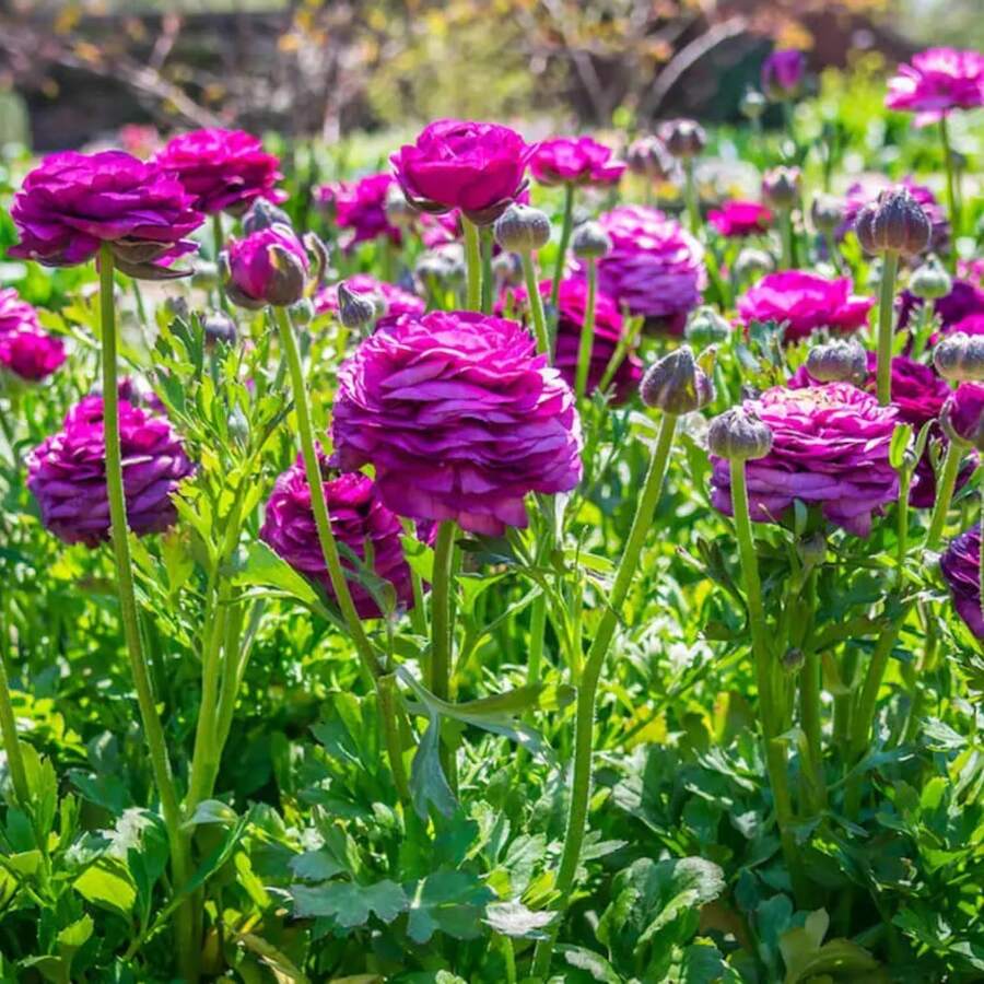 Lila Kui-Blumen, Ranunkelzwirne, ausländische Pfingstroszwirne, leicht zu züchtende und lebende Pflanzen, doppelblättrige Selerblatt-Pfingstrose, vier Jahreszeiten Topfpflanzen, 5 Stück - 5 Stück - Übersicht 1