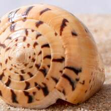 1pc Yellow Conch Shell | Random Yellow Corn Snail Shell Pattern, Suitable As Hermit Crab Replacement Shell, Aquarium Decoration, Ocean Theme Party Decor, And Beach Music Festival Decoration. - Random Pattern - View 10