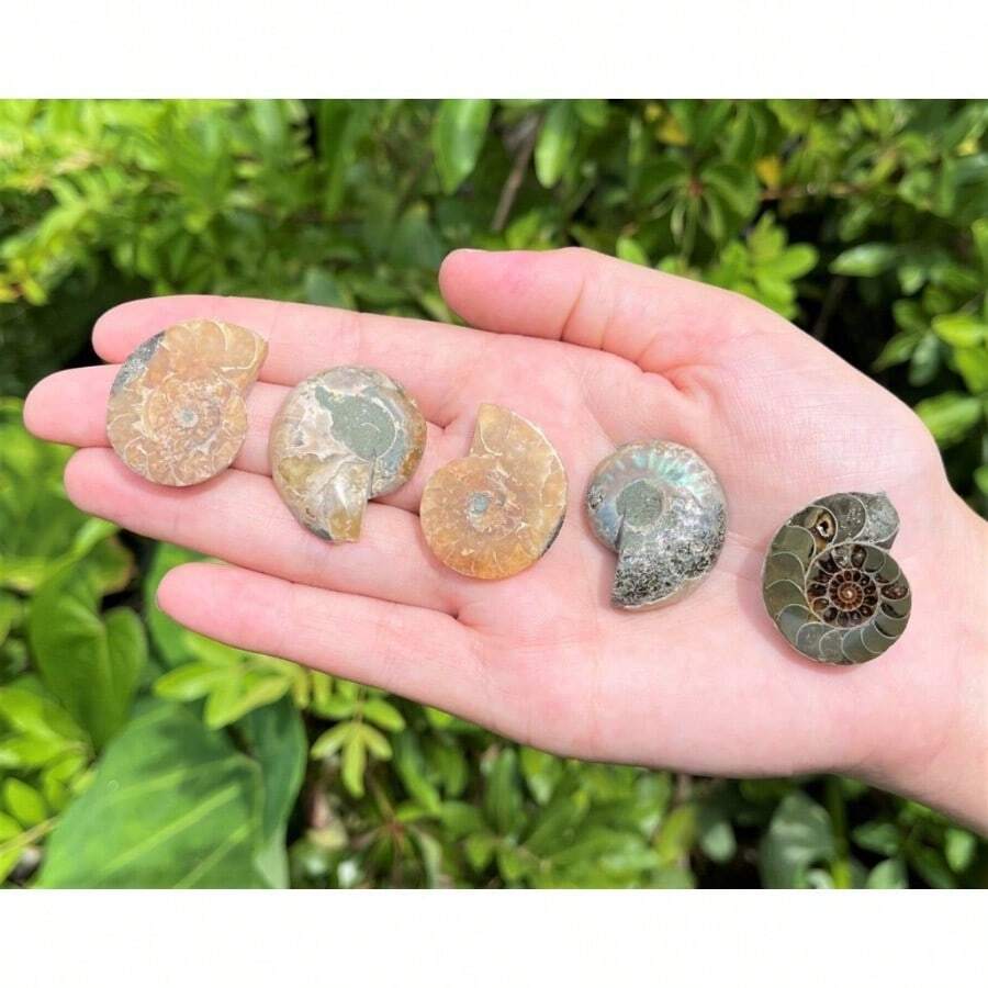 Ammonite Fossil Pair: Natural Matching Opalized Ammonites - Choose Size & Amount - Small: 0.8 - 1.57" - View 1