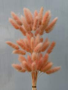橙粉紅色兔尾草