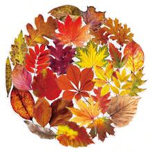 50pcs Fresh Ins Style Korean Autumn Vibe Transparent Fallen Maple Leaf DIY Photocard Table Lamp Decorative Stickers - 50 Fallen Leaves - View 4